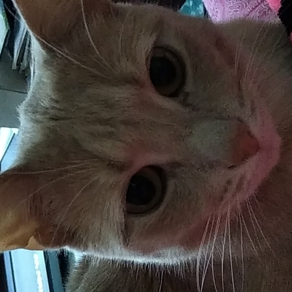 Meet your Poshers, Rosalie & Mittens - Picture 2 of 2